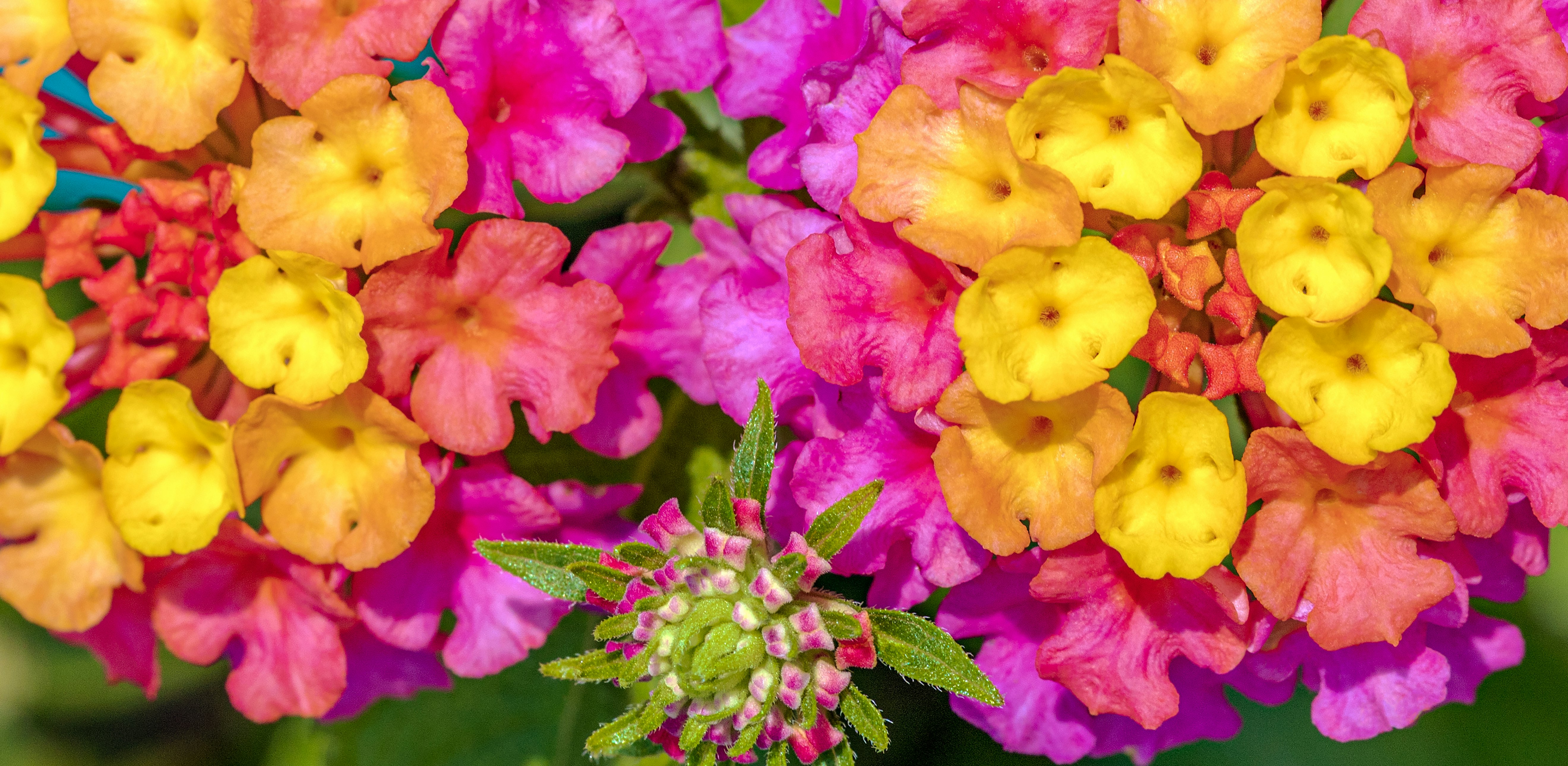yellow and pink flowers with green leaves